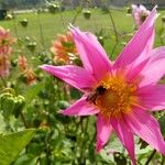 Dahlia tenuicaulis 花