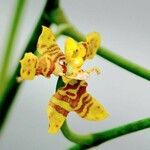 Oncidium leleui Кветка