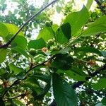Prunus cerasus Frukt