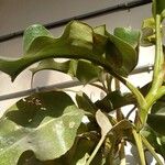 Nepenthes truncata Folha