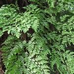 Davallia chaerophylloides Leaf