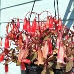 Bryophyllum manginii Çiçek