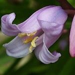 Hyacinthoides hispanica Fiore