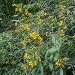 Lysimachia vulgaris Хабит