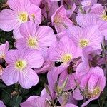 Oenothera speciosaFlower