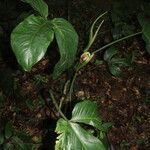 Philodendron tripartitum Ліст