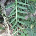 Vicia tenuifolia Hoja