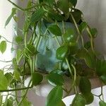 Peperomia rotundifolia Ліст