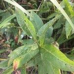 Cephalanthus occidentalis Hoja