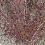 Castilleja linariifolia Лист