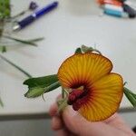 Crotalaria pumila Blomma