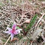 Erythronium dens-canis Floare
