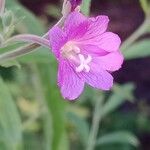 Epilobium hirsutum 花