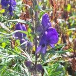 Aconitum napellus Λουλούδι