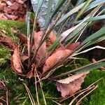 Festuca altissima Leaf