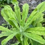 Gamochaeta purpurea Leaf