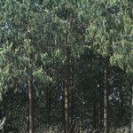 Pinus patula 形態