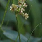 Cyperus surinamensis Flor