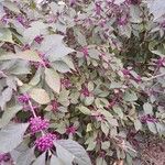 Callicarpa bodinieri Характер