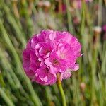 Armeria maritima Λουλούδι