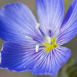 Linum lewisii Flower