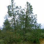 Pinus attenuata Агульны выгляд