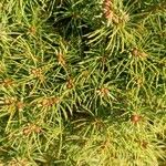 Picea glauca Liść