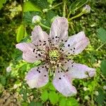 Rubus ulmifoliusFlower