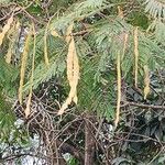 Anadenanthera colubrina ഫലം