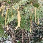 Anadenanthera colubrina Fruit