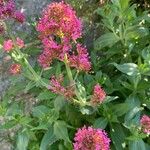 Valeriana lecoqii Flower