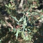 Berberis trifoliolata Folha