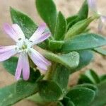 Silene succulenta Floro