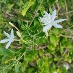 Jasminum fluminense Цветок