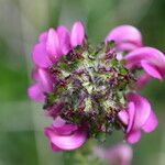 Pedicularis mixta Flower