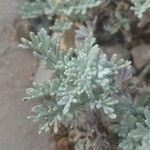 Artemisia caerulescens Hoja