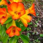 Rhododendron laetum Flor