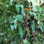 Hymenophyllum pectinatum
