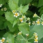 Galinsoga quadriradiata Flors
