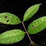 Eugenia florida Leaf