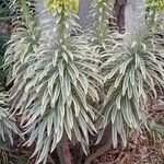 Euphorbia characias Агульны выгляд