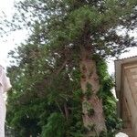 Sequoiadendron giganteum Blad