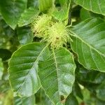 Castanea crenata Плід