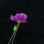 Geranium wallichianum 花