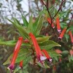 Cuphea ignea Blüte