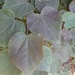 Cercis canadensis Лист