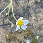 Ranunculus peltatus Flower