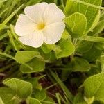 Thunbergia atriplicifolia