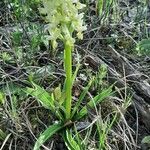 Dactylorhiza insularis Habit