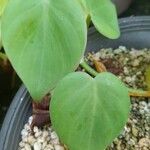 Philodendron cordatum Leaf
